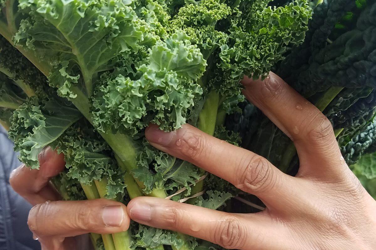 A close-up of two hands holding a bunch of fresh, leafy organic kale.