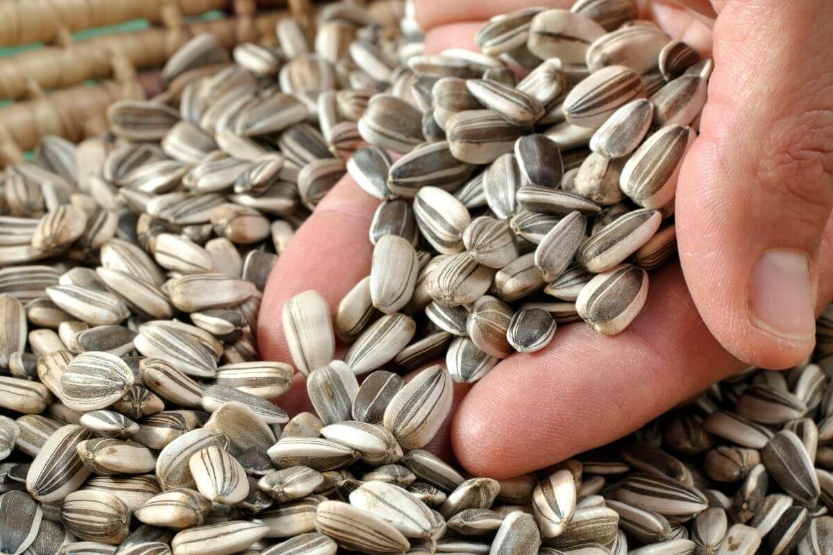 A close-up image of a hand holding a generous amount of sunflower seeds. 