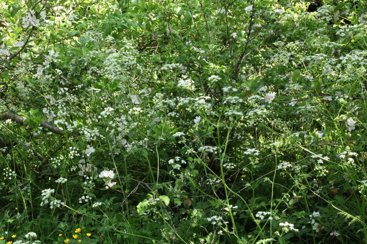 A dense thicket of Hedge Parsley is interspersed with small white flowers. It also features plants with burrs and a scattering of yellow flowers at the bottom.