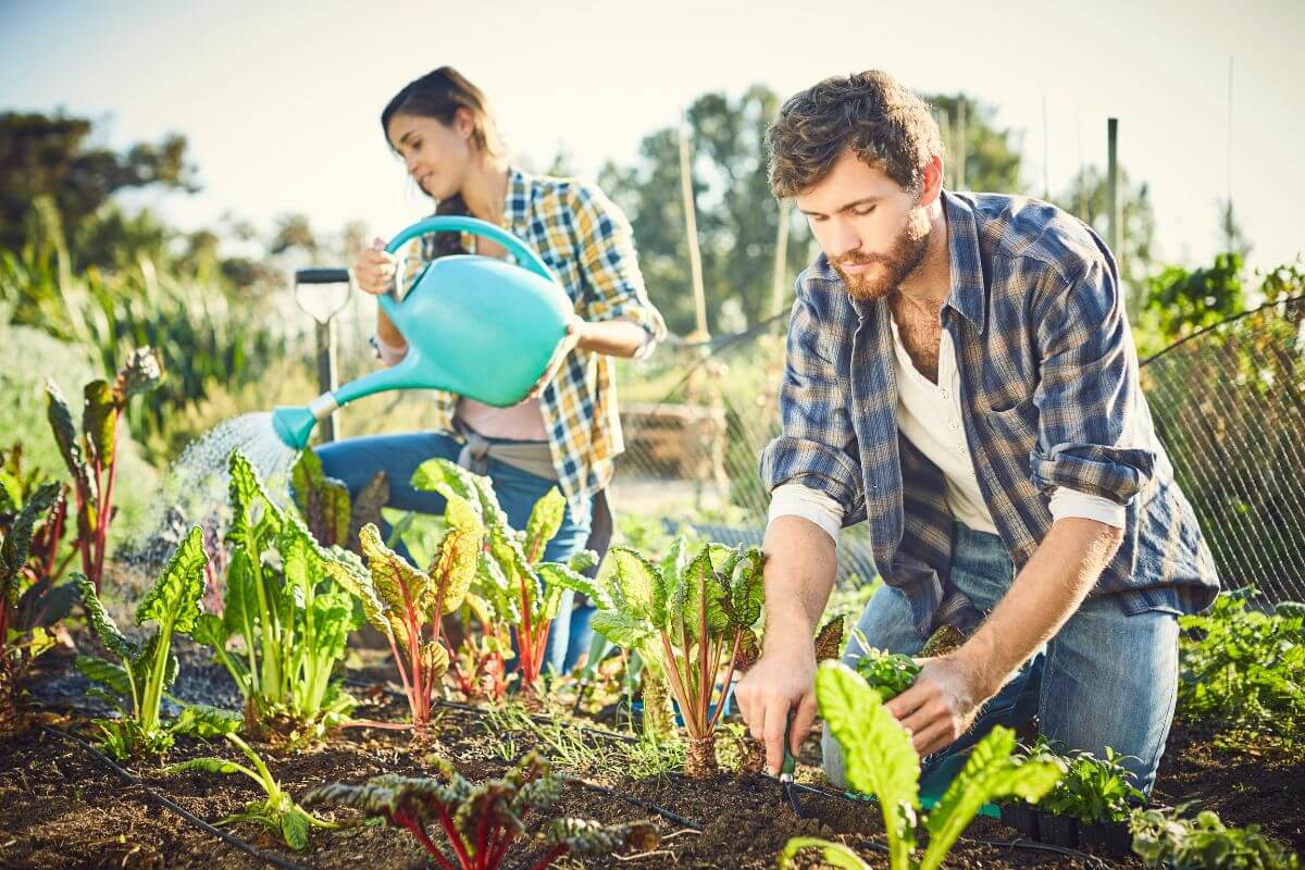 Two people working together in a sunny vegetable garden, helping each other with the plants.