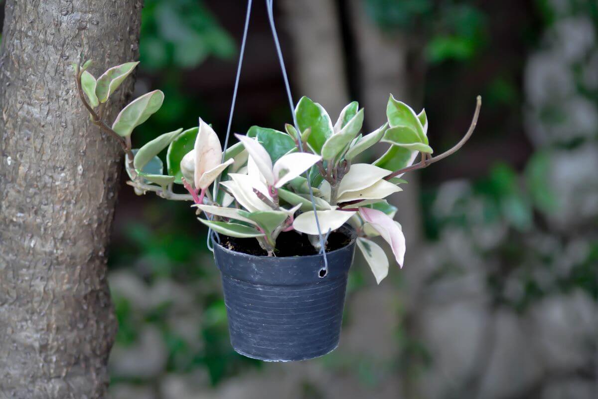 A small black pot with a variegated hoya plant, featuring green and cream-colored leaves, hangs from a thin wire attached to a tree trunk. 