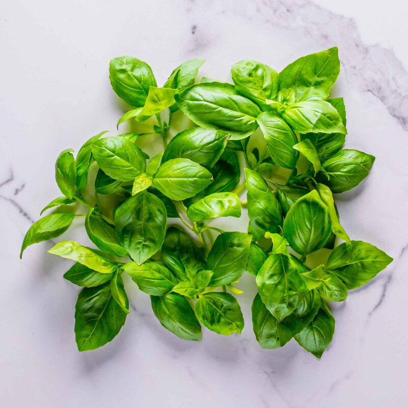Fresh vibrant AeroGarden basil leaves on white marble, glossy and healthy, with classic oval shape and pointed tips.
