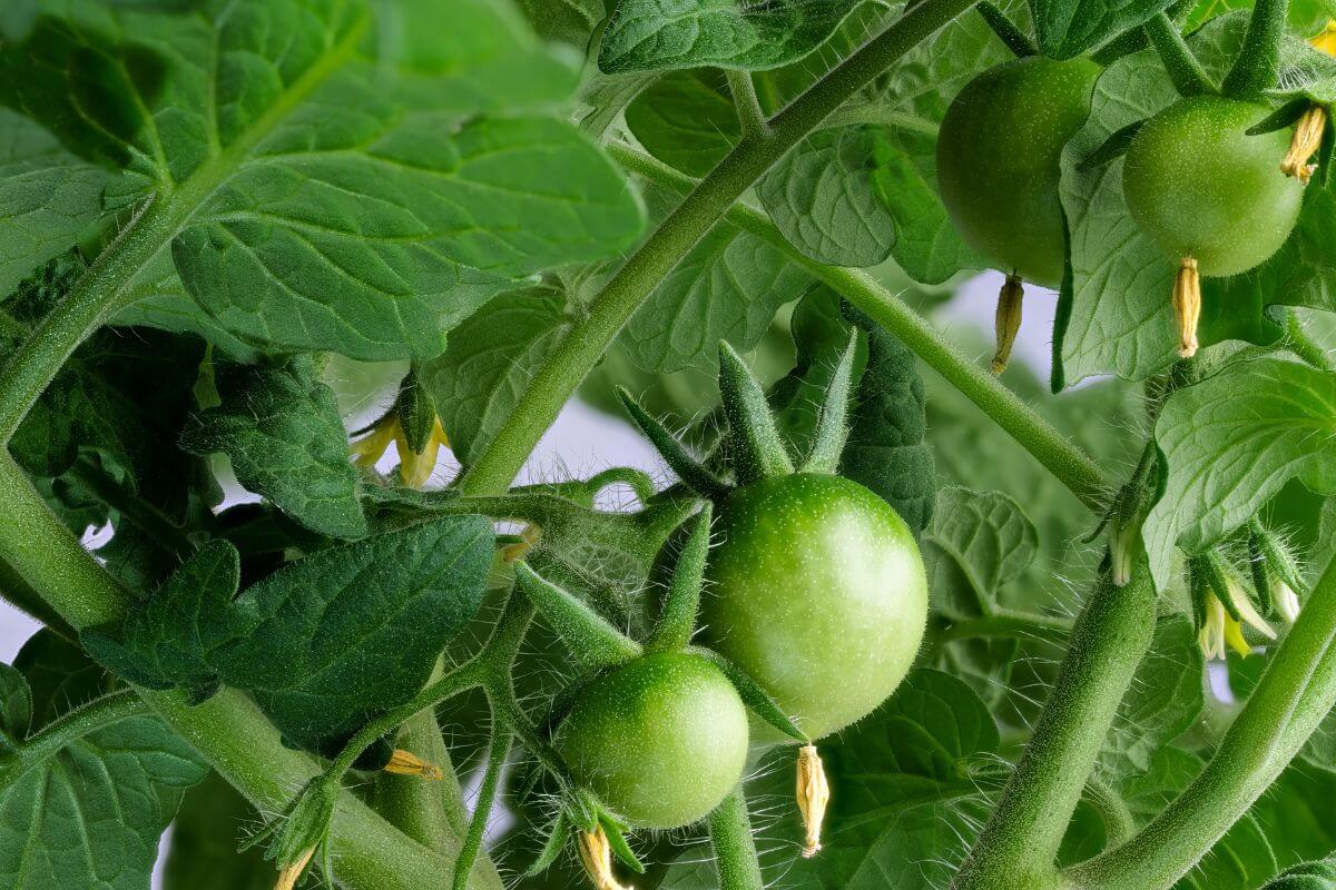 Close-up of an AeroGarden tomato plant with unripe green tomatoes and lush green leaves. The small, round tomatoes feature fine hair-like structures on the stems and fruit surface. 