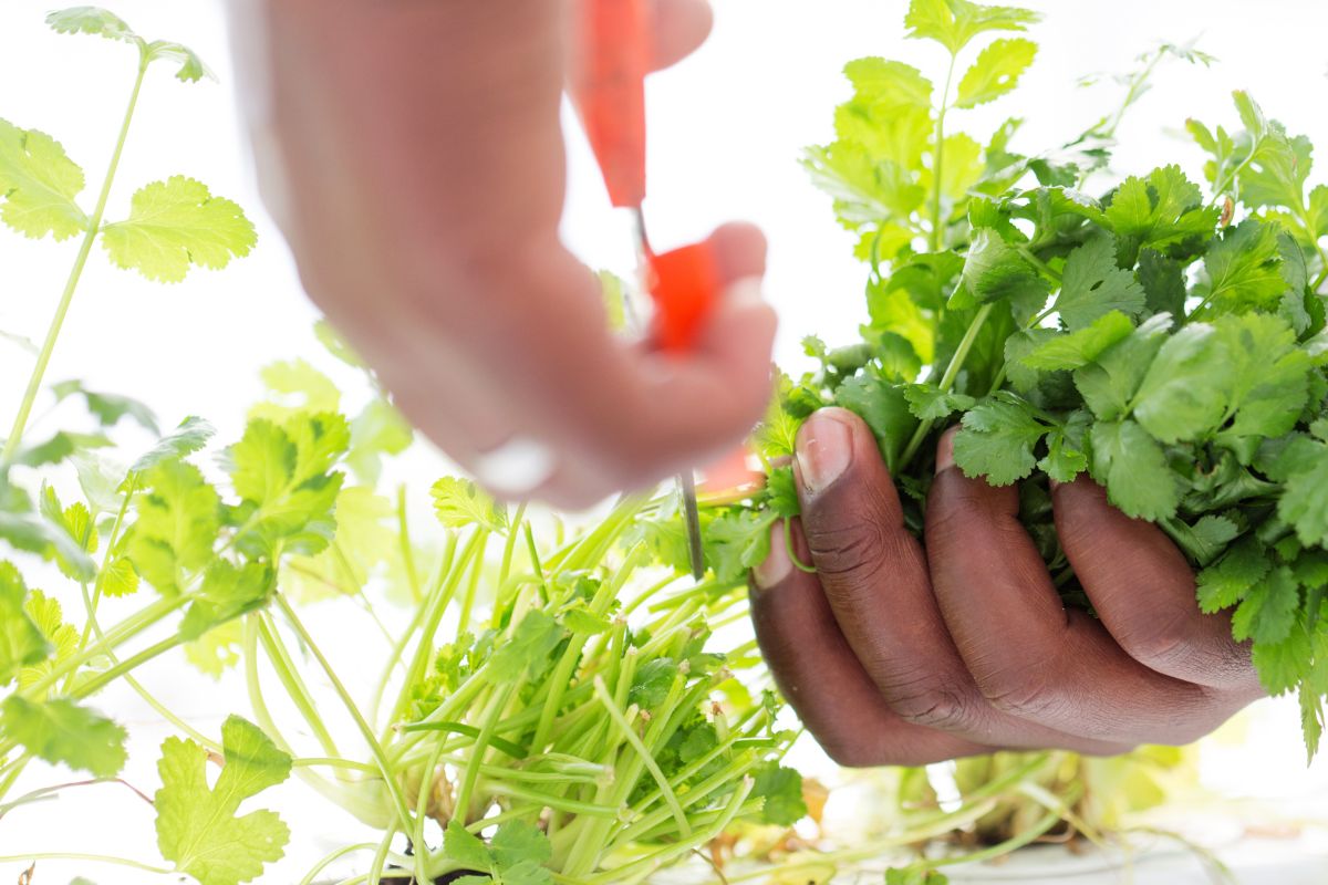 A person uses orange scissors to trim fresh green cilantro in their AeroGarden. They hold the cilantro in one hand while carefully cutting the stems with the other against a soft white background.