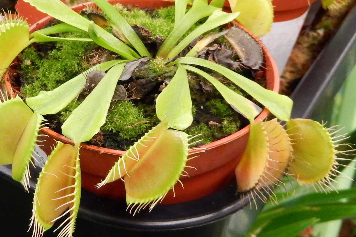 A Venus flytrap plant in a small red pot showcases several green and reddish traps with hair-like structures along their edges, set against mossy soil. 