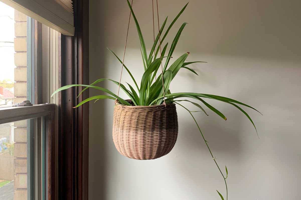 A green spider plant with long, arching leaves is hanging in a woven basket near a window. Sunlight from the window highlights the spider plant.