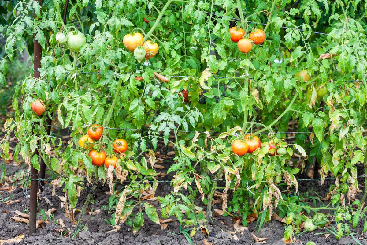 A lush garden with several tomato plants bearing ripe, red tomatoes and a few green ones. The plants are supported by stakes and tied with twine.