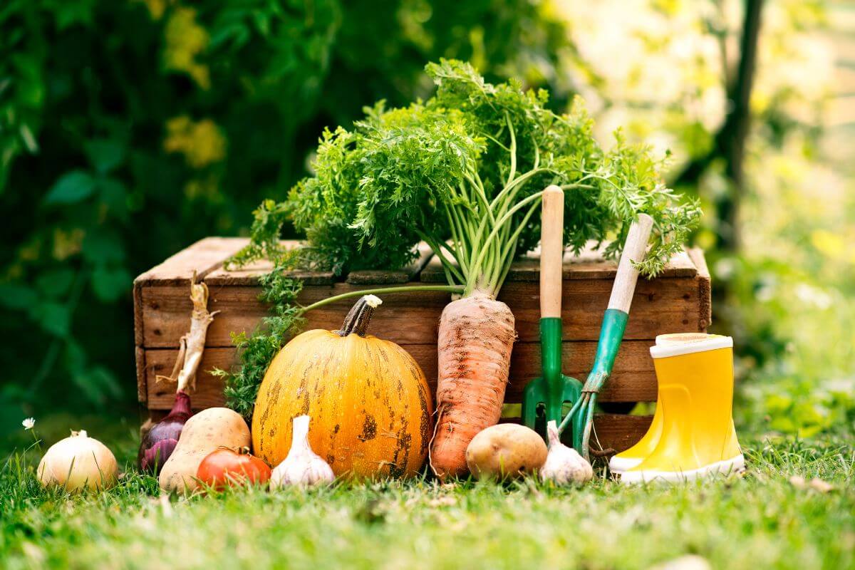 A wooden crate filled with various vegetables, including a pumpkin, carrot, onions, potatoes, garlic, and radishes, sits on grass.