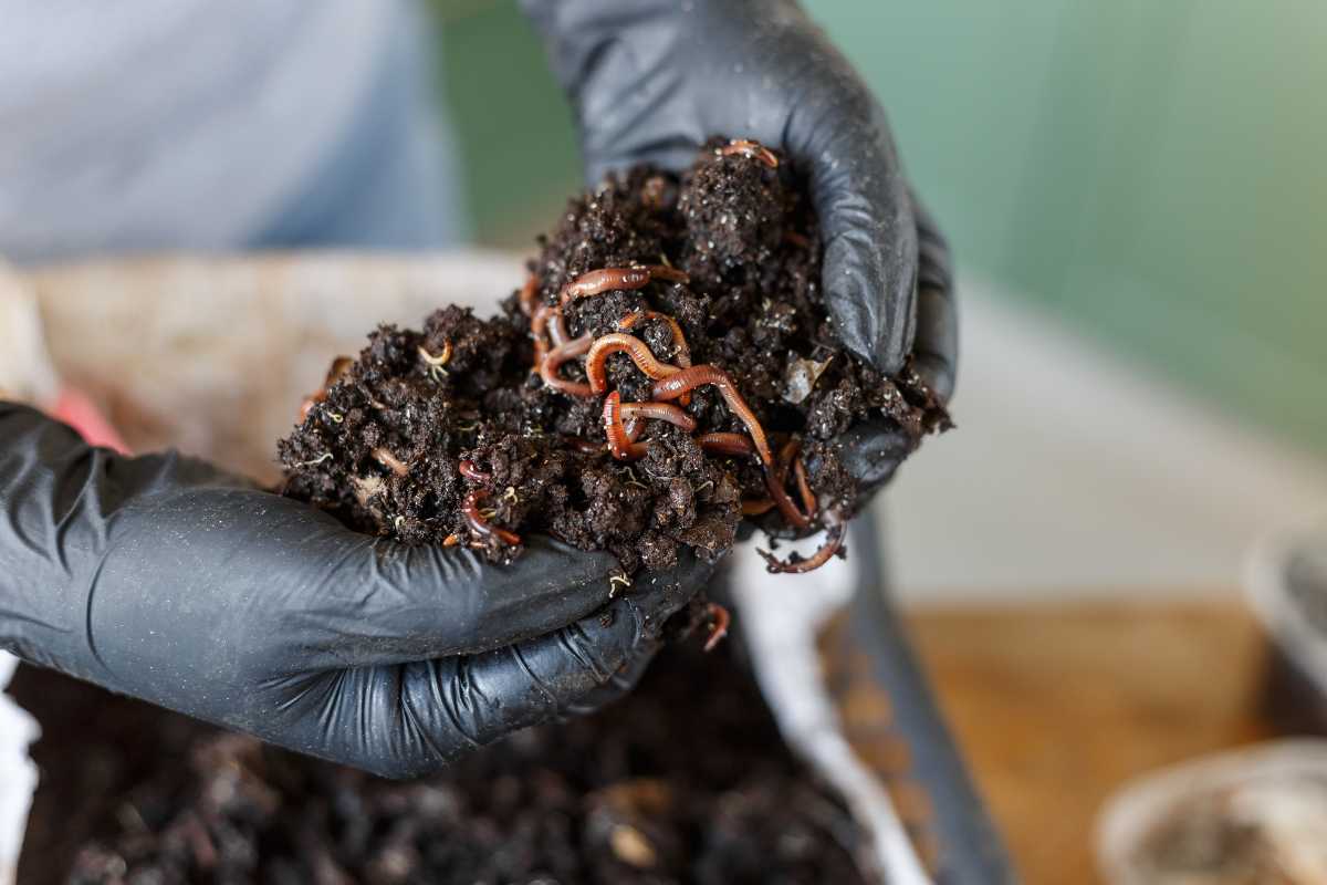 Hands in black gloves holding a clump of soil with several red worms.