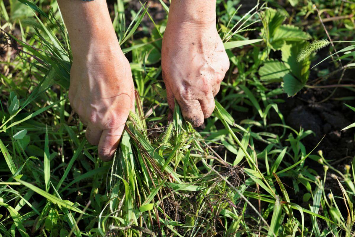 Two hands are seen pulling out green weeds from the ground in a garden, likely to add to the compost heap.