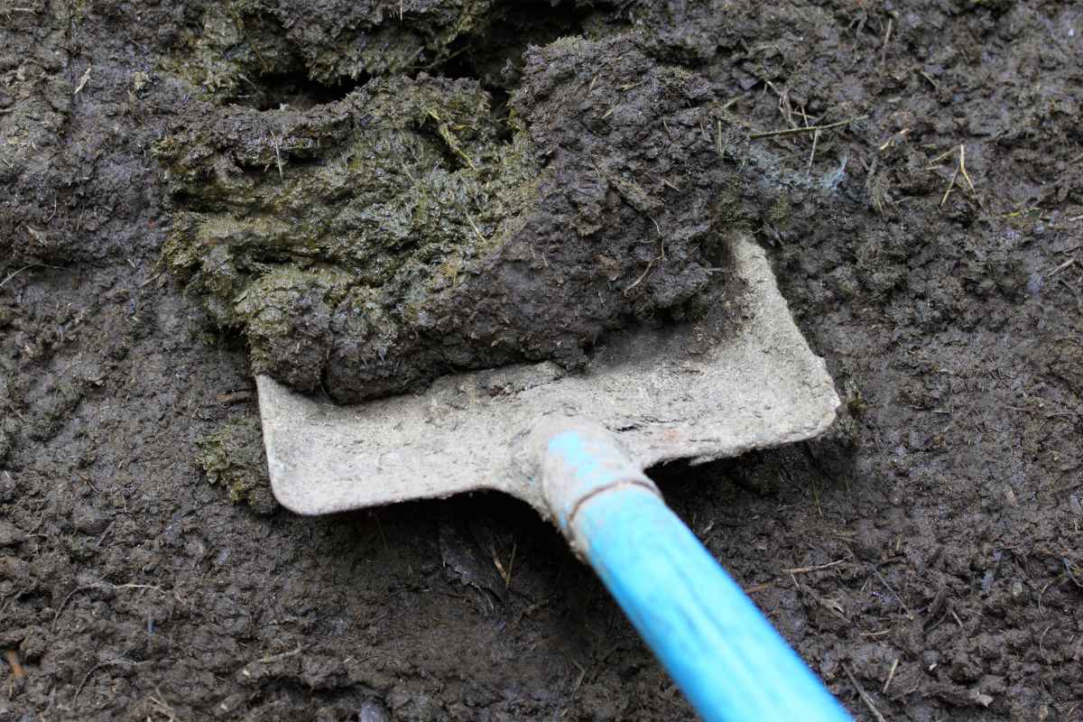 A shovel with a blue handle is being used to scoop cow manure mixed with compost. 