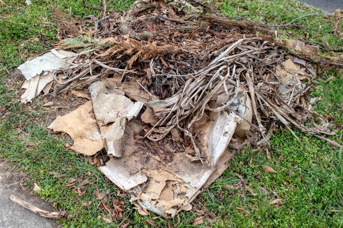 A small pile of yard debris including dried plant branches, leaves, and pieces of cardboard lying on grass and soil next to a sidewalk. 