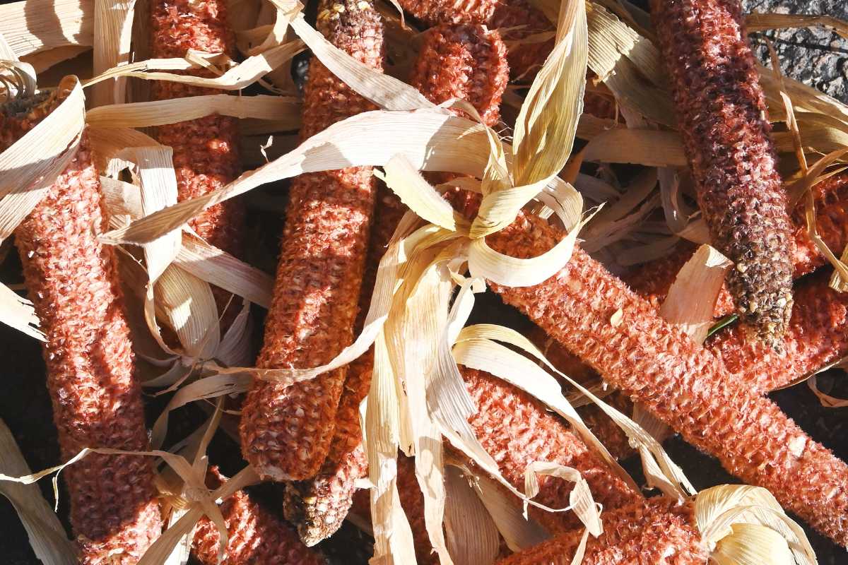 A pile of dried corn cobs with their husks peeling off. The corn cobs are reddish-brown with some kernels removed.