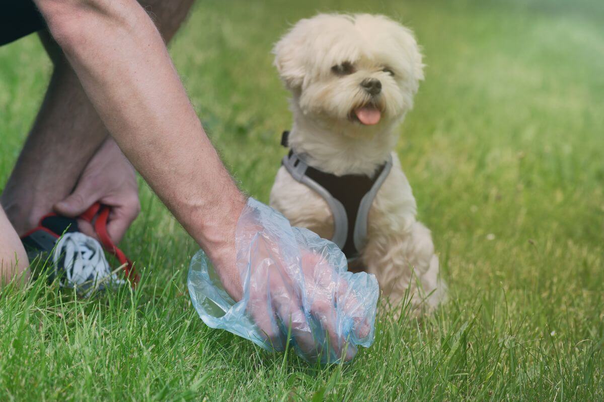 A person wearing a blue plastic glove picks up dog waste from the grass, ready to add it to the compost, while a fluffy dog with white fur sits nearby.