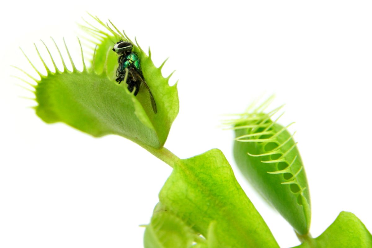 A bright green Venus flytrap has captured a small green insect with its spiky, jaw-like leaves.