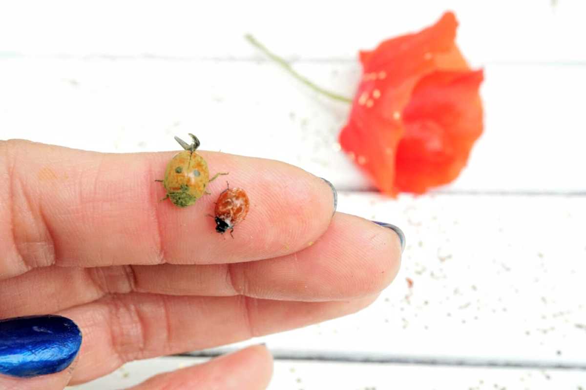 A hand with blue-painted nails holding two ladybugs, one larger and yellowish-green and the other smaller and red. 