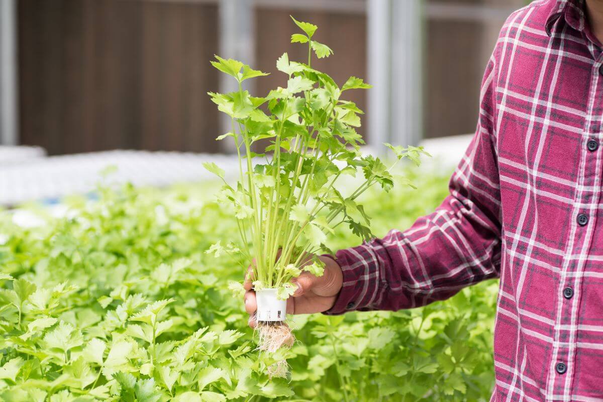 A person in a red plaid shirt holds a cluster of green cilantro with roots exposed.