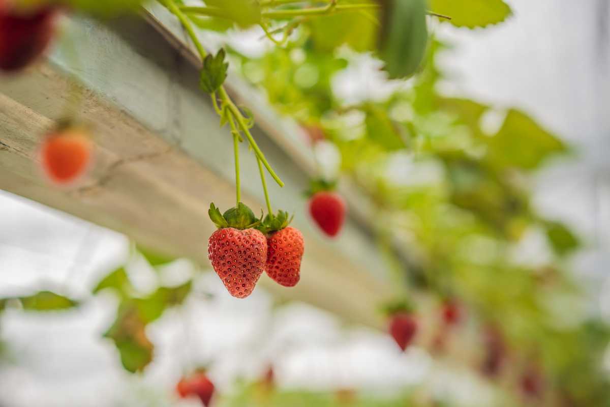 Ripe hydroponic strawberries hanging from their plants in a greenhouse, with green leaves and stems in the background. 