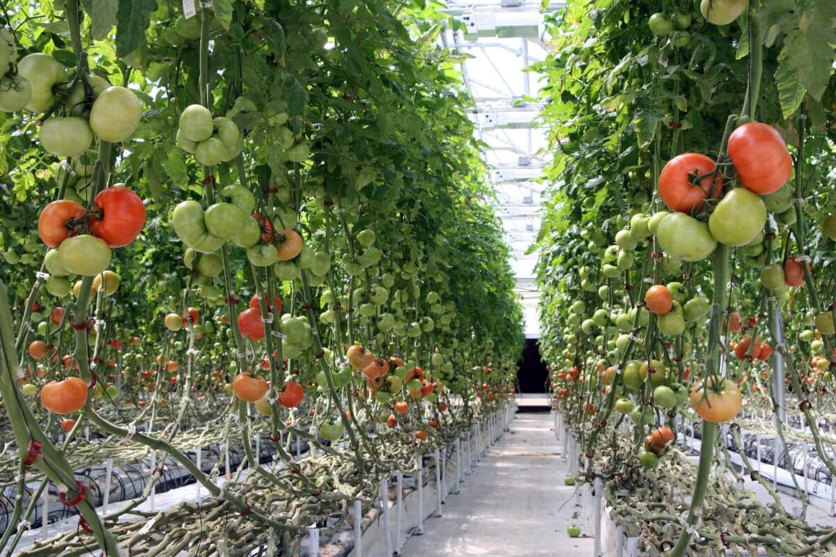 A large greenhouse with rows of hydroponic tomato plants bearing green and red tomatoes.