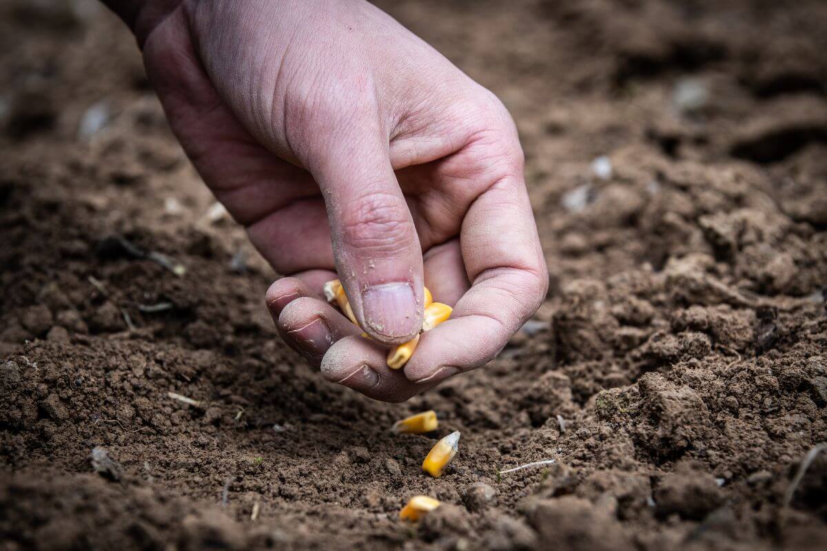 A close-up image shows a hand planting open-pollinated corn seeds in soil, holding several yellow kernels near the ground against a backdrop of rich brown earth.