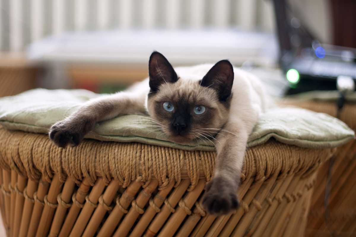 A Siamese cat with striking blue eyes lays stretched out on a cushion placed on a wicker stool. 