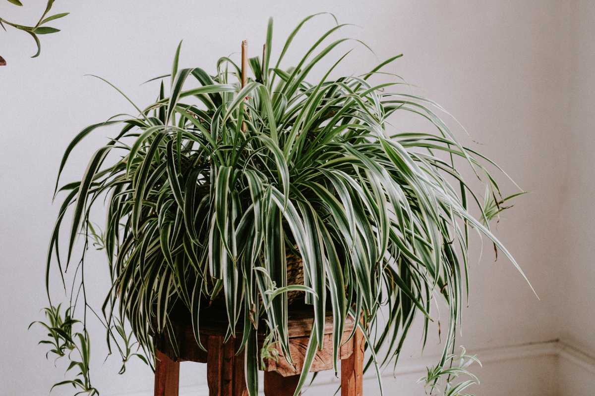 A lush spider plant with long, arching green leaves adorned with white stripes sits in a rustic wooden pot stand. 