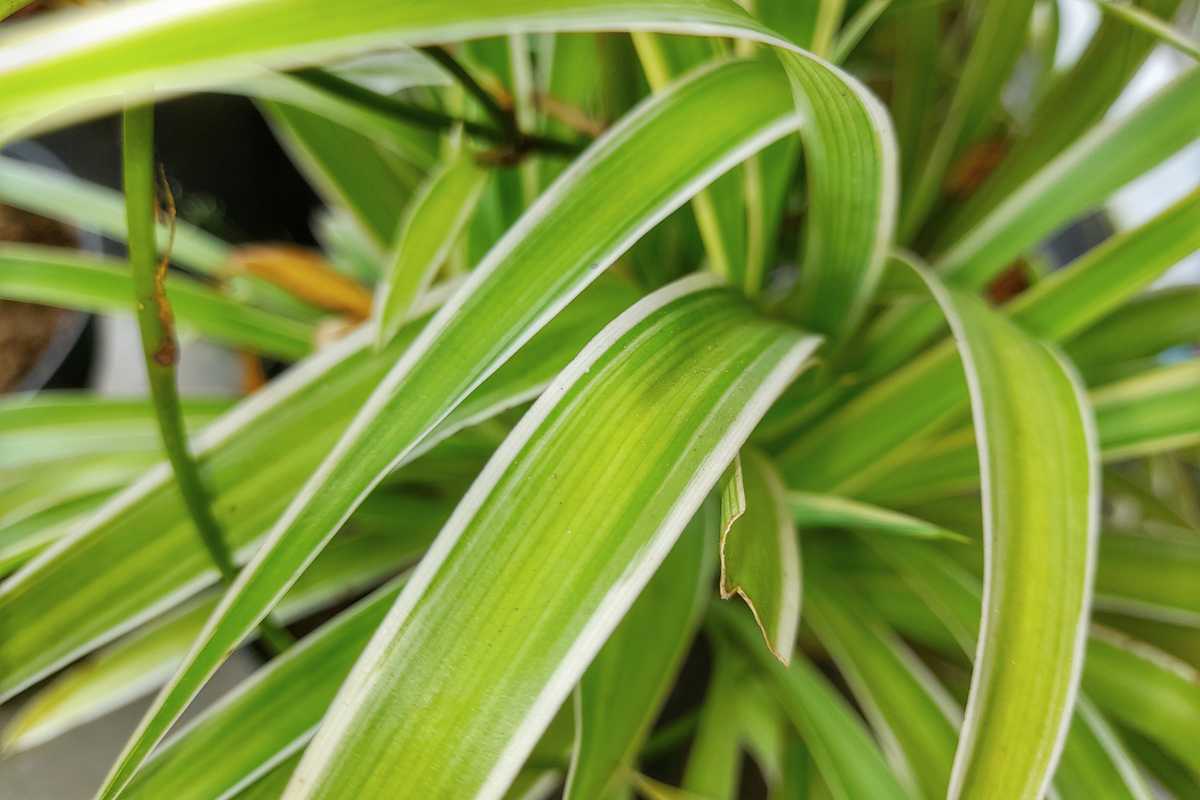 A spider plant with vibrant green leaves having white edges. 