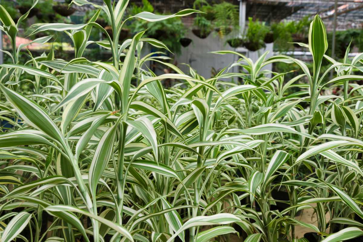 A numerous spider plants green in a greenhouse, showcasing long, slender leaves with striped patterns. 