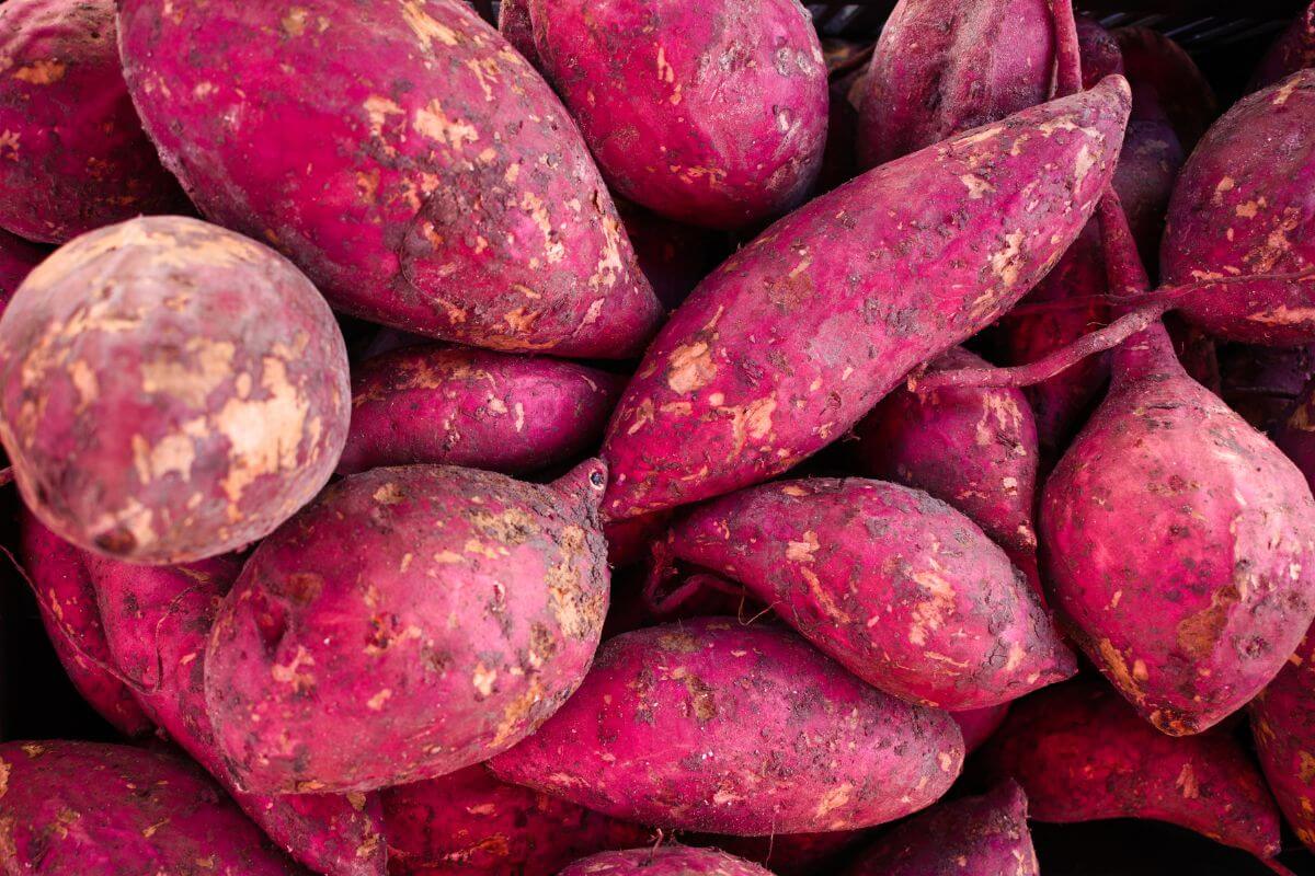 Several raw sweet potatoes with reddish-purple skin, resting on each other. The sweet potatoes have an earthy, rough texture with visible soil patches, 