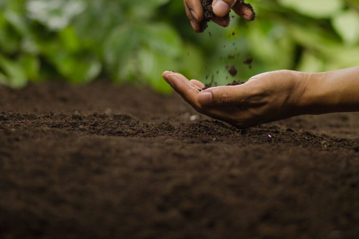 A close-up of a person's hands sifting organic gardening soil.