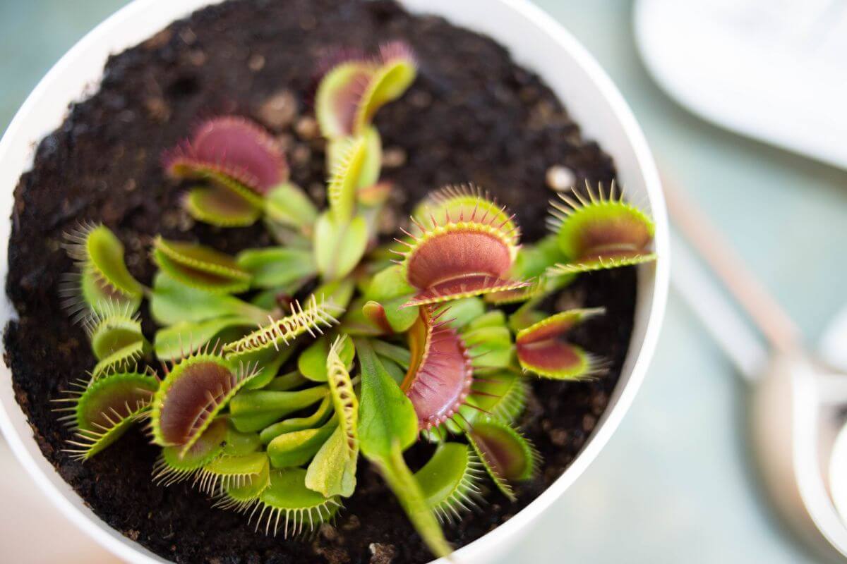 A close-up of a Venus Flytrap plant in a white pot with dark soil.