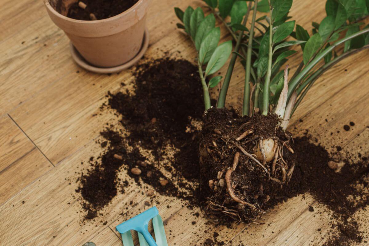 A ZZ plant with exposed roots lies on a wooden floor surrounded by spilled soil.