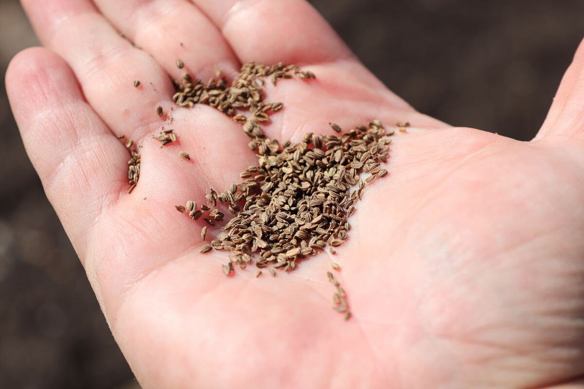 Close-up of a hand holding a small pile of brown flower seeds, varied in size and shape, perfect for seed saving, against a blurred background.