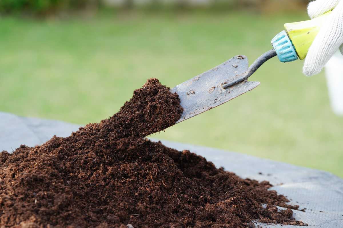 A gloved hand using a garden trowel to scoop dark, rich soil conditioner from a pile, with a blurred green lawn in the background.