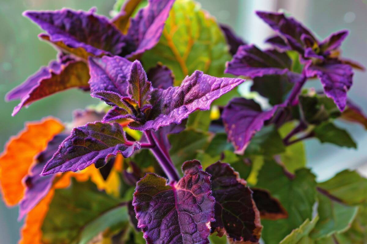 A close-up of a purple passion plant with vibrant, deep purple leaves and hints of green.