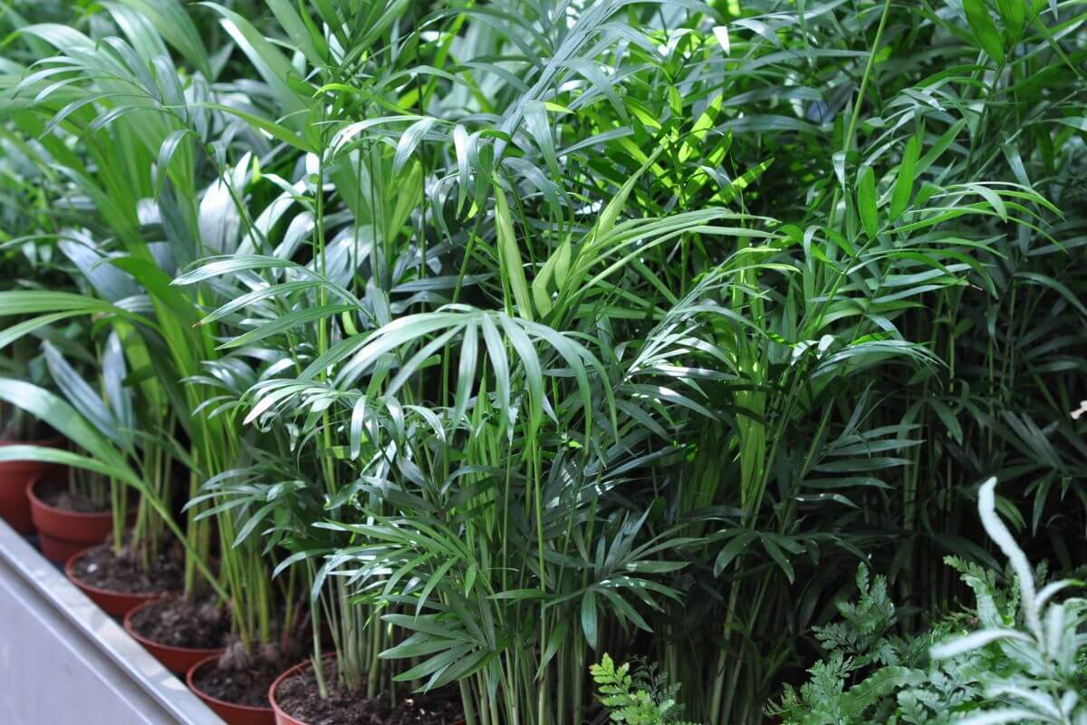 A cluster of potted bamboo palm plants, with slender, arching leaves.