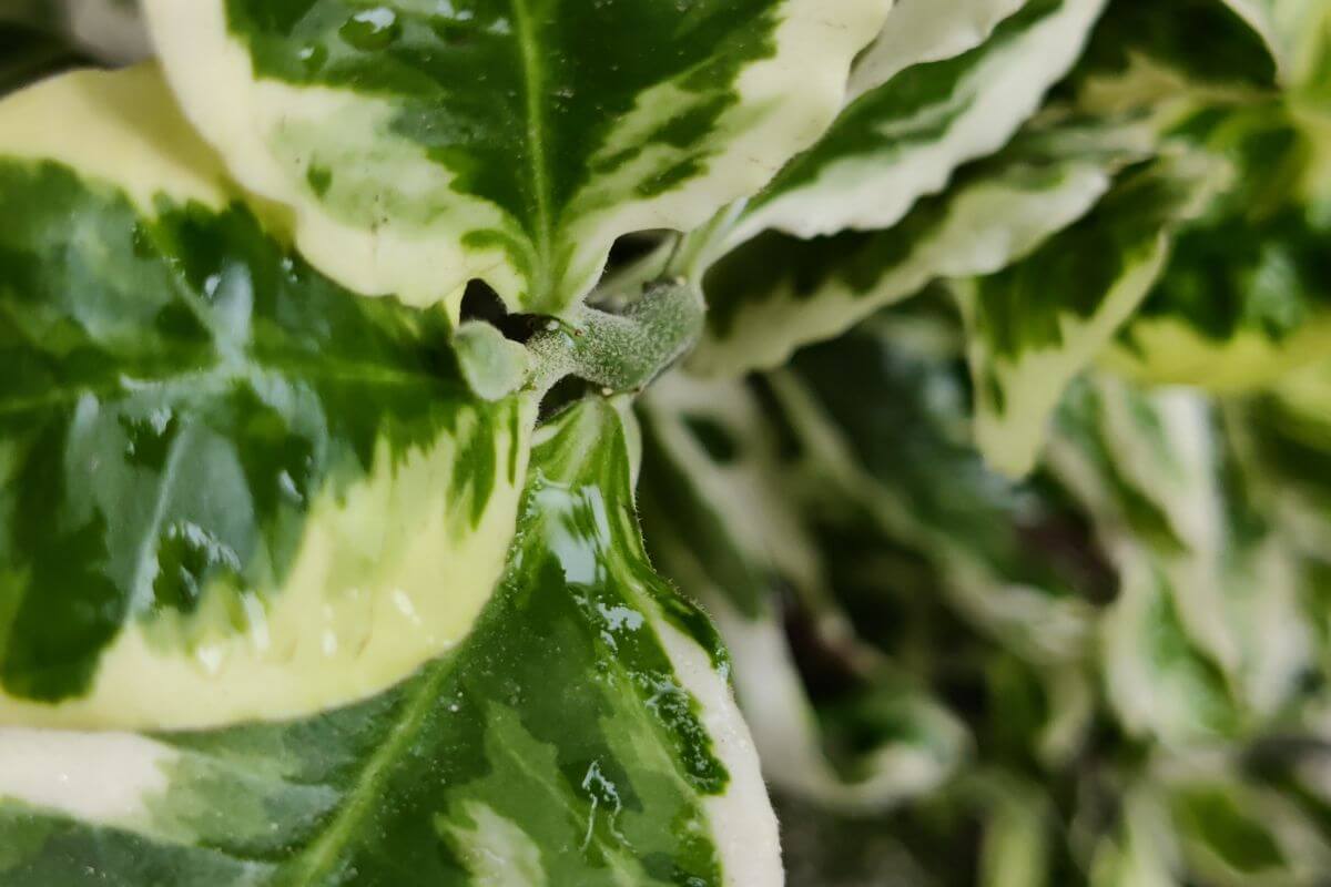 Close-up of variegated green and white leaves from a pearls and jade pothos with a glossy surface.