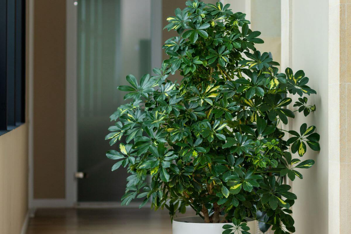 A lush green schefflera plant with broad leaves in a white pot is placed in a well-lit hallway with light-colored walls and a glass door at the end.