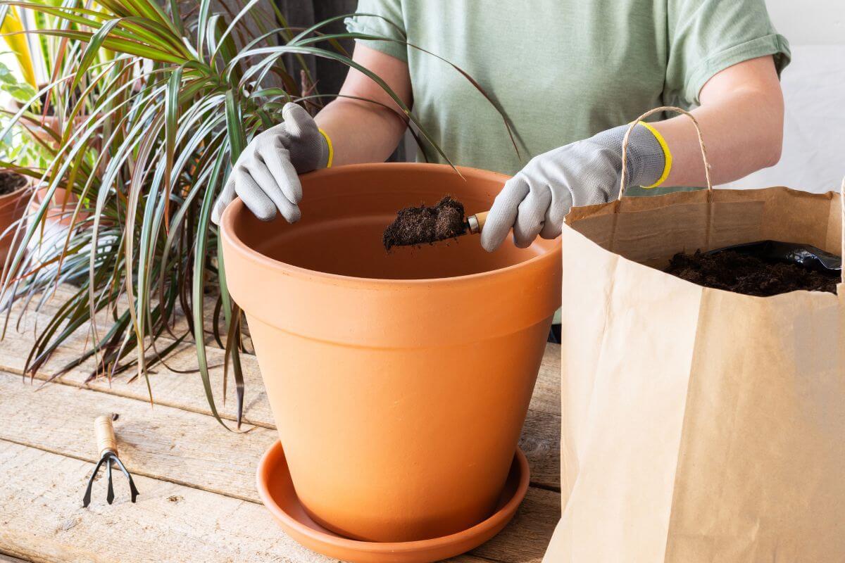 A person wearing gray gloves is potting for a orange bird of paradise. They are placing soil into a large terracotta pot using a small trowel. Beside them on a wooden table is a brown paper bag filled with soil and a small garden rake.