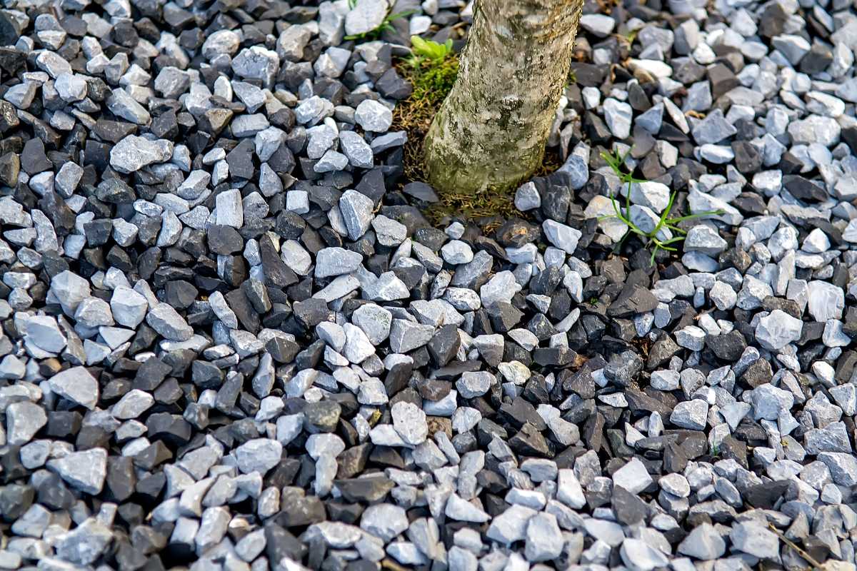 A tree trunk surrounded by a mix of grey and black gravel pebbles. The stones cover the ground, providing a textured and decorative landscape around the base of the tree. 