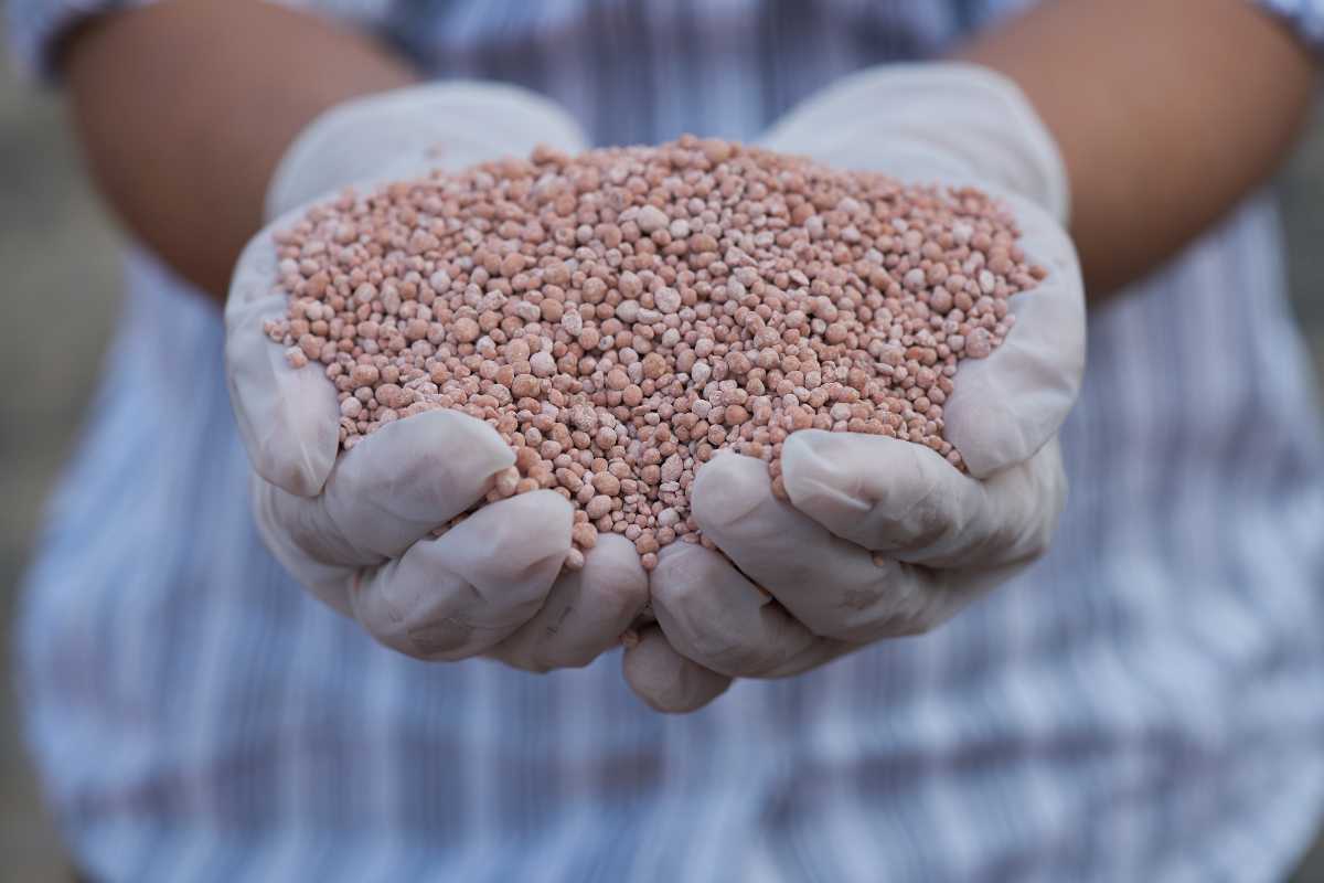 A person wearing white gloves holds a heap of small, round, pinkish synthetic fertilizers in their cupped hands. 