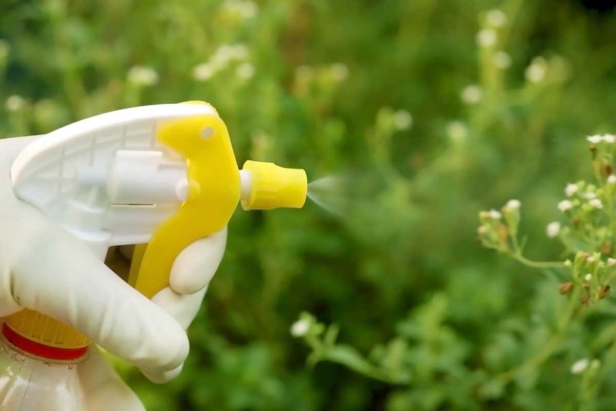 A gloved hand holding a spray bottle with a yellow nozzle, spraying insecticidal soap onto green plants with small white flowers. 