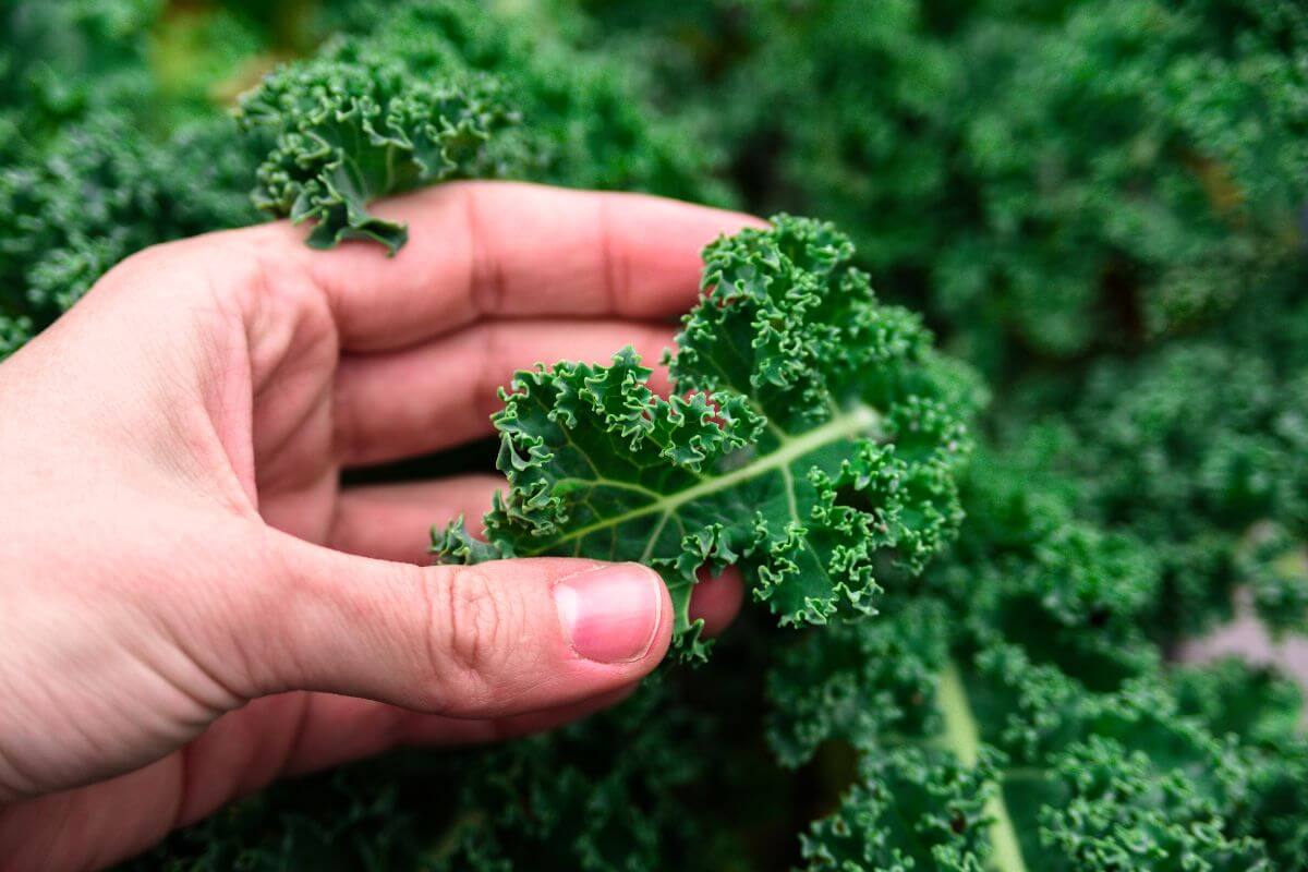 A hand holding a bright green kale leaf, with more kale leaves in the background.