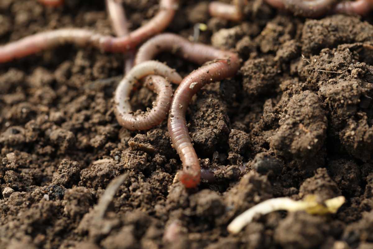 Close-up shot of earthworms wriggling through moist, dark soil. The worms are segmented and have a slightly shiny, reddish-brown appearance.