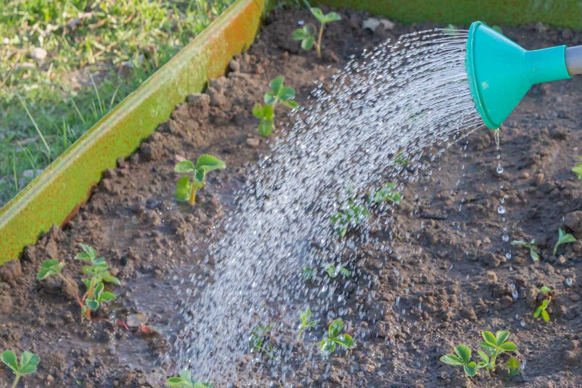 A green watering can is being used to pour water over a garden bed, nurturing several small, green plants. 