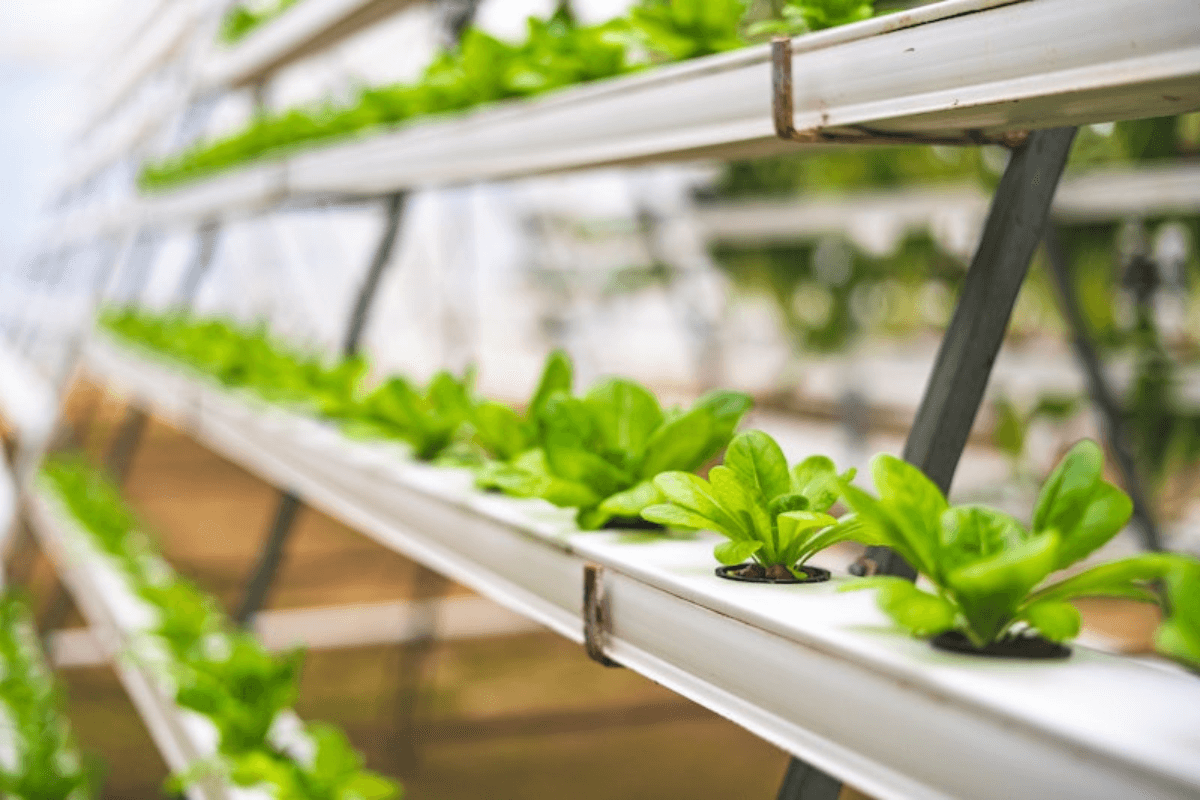 Green leafy plants growing in a vertical hydroponic system, with white horizontal trays supported by metal frames.