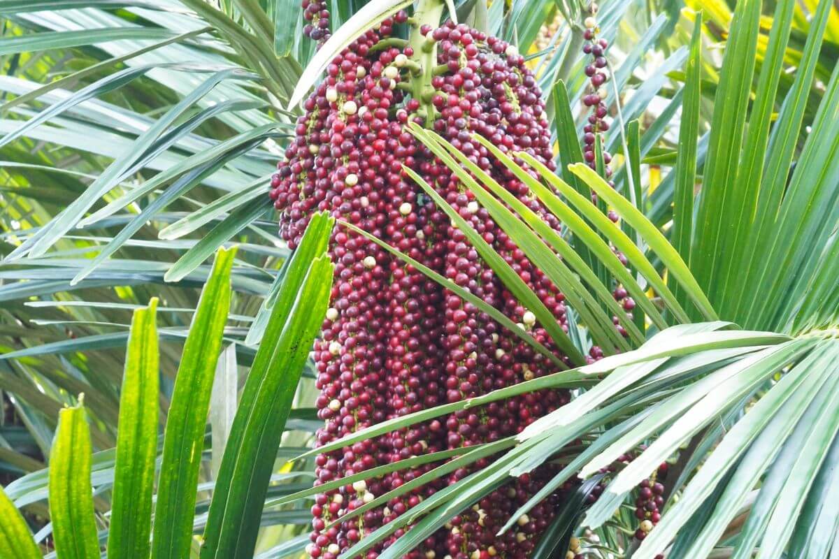 Close-up of a cluster of drupes hanging among dense green kentia palm fronds.