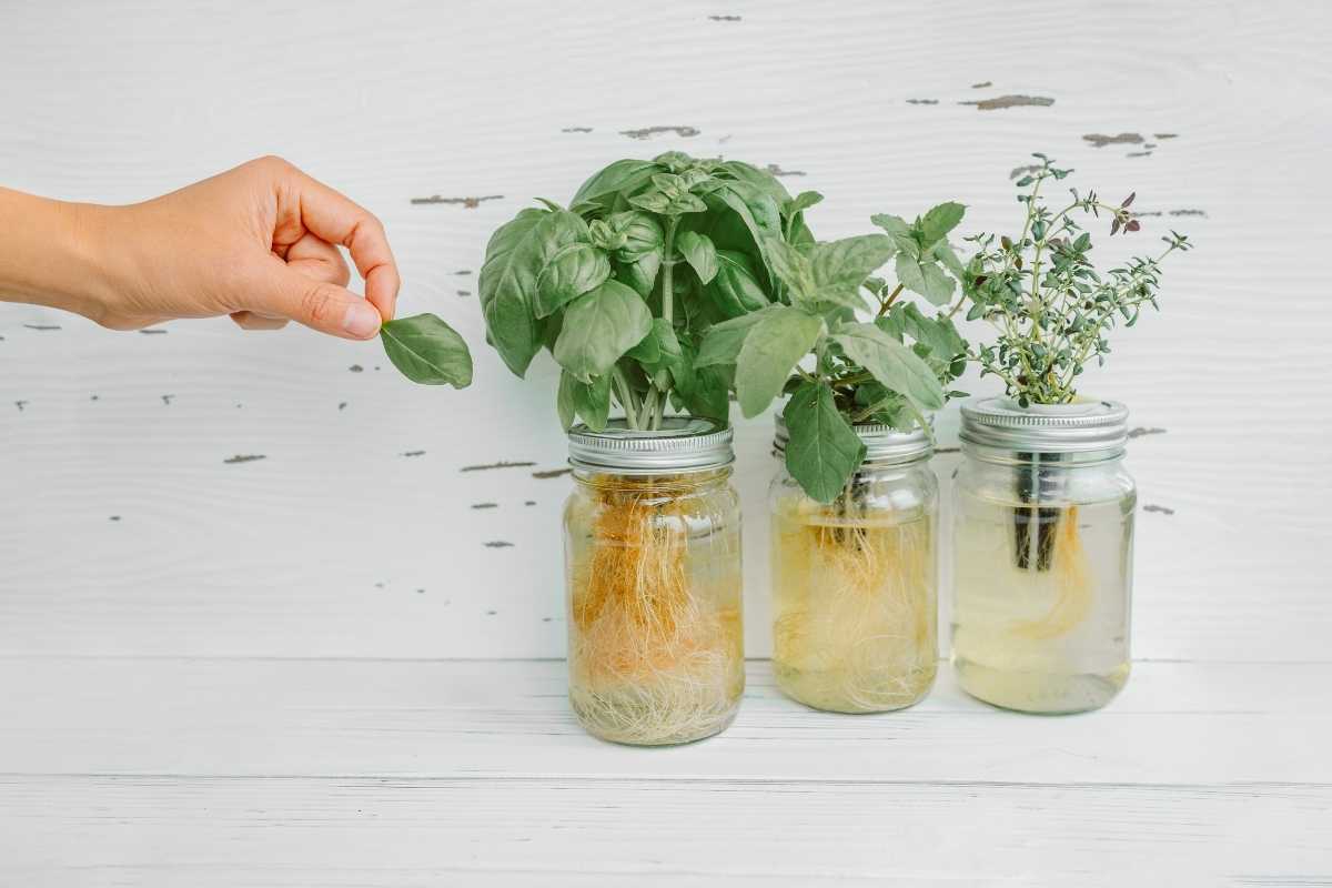 A hand reaches to pick a leaf from a basil plant growing in a glass jar with visible roots in water. Next to it, two other jars showcase similar deep water culture setups: one contains another basil plant, and the other nurtures a thyme plant, all arranged on a light wooden surface.