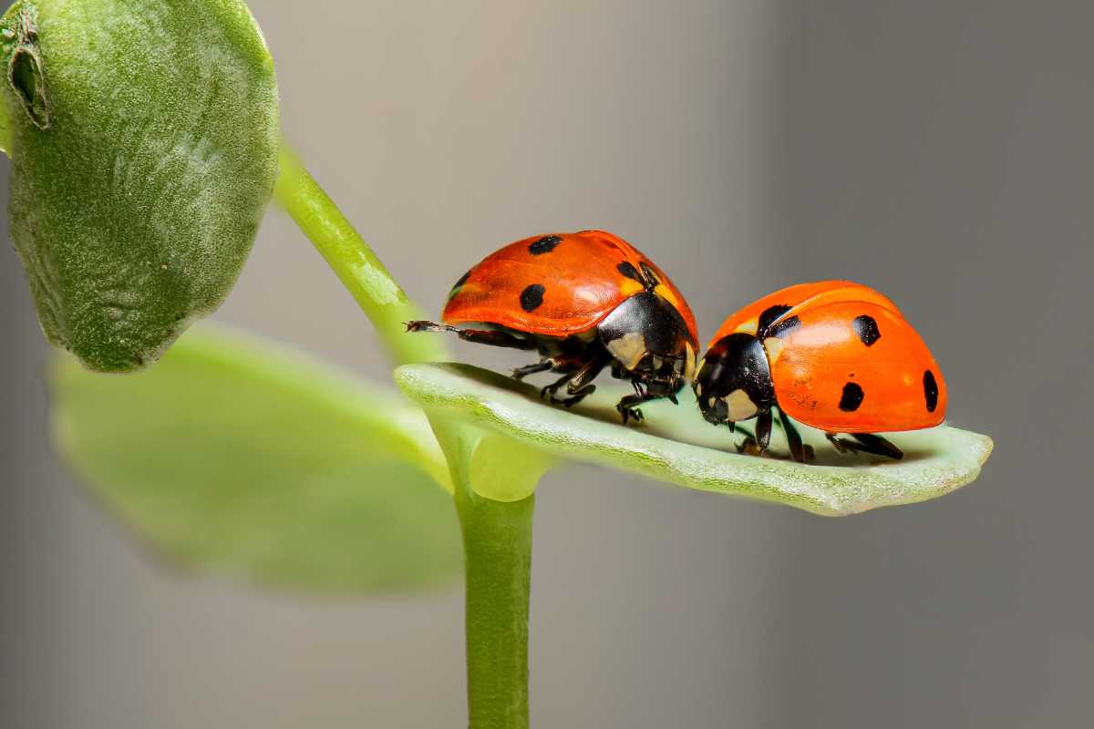 Two ladybugs with bright red shells and black spots are standing on a green leaf, facing each other. 