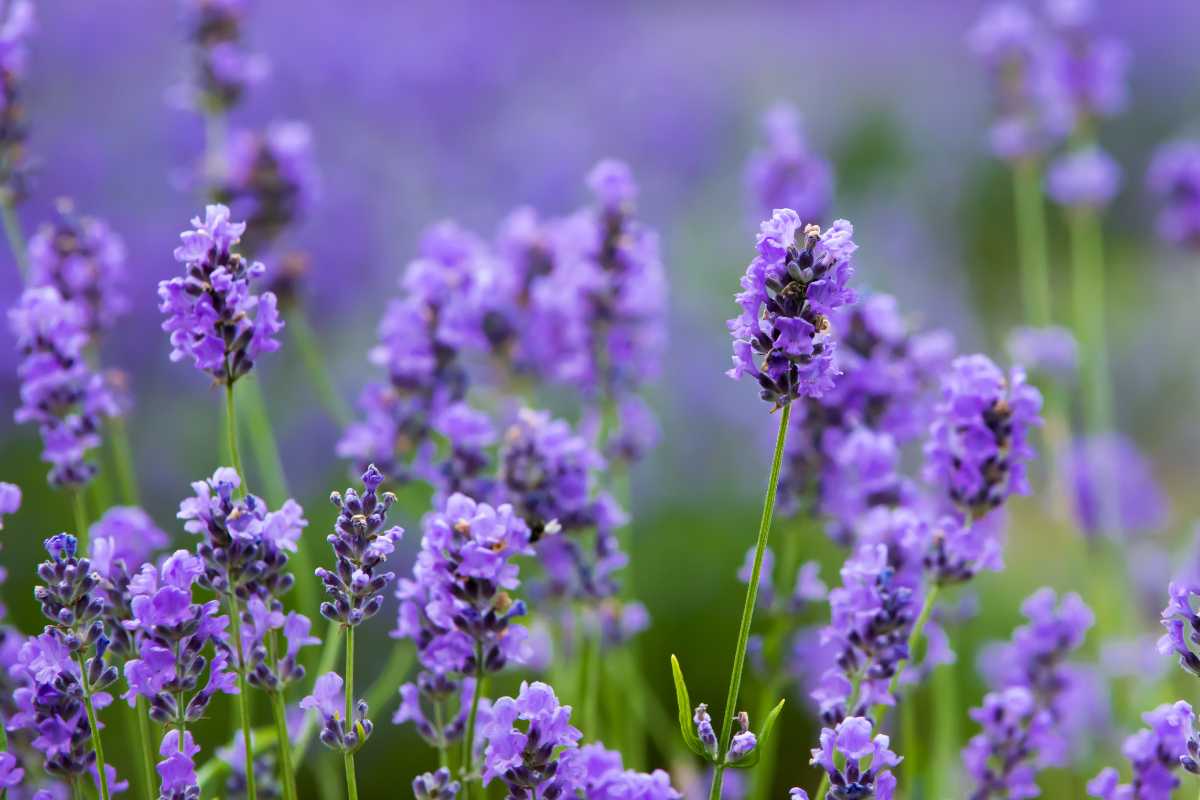 A field of blooming lavender flowers. The vibrant purple blossoms stand tall on green stems.